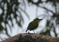 Todirostrum chrysocrotaphum