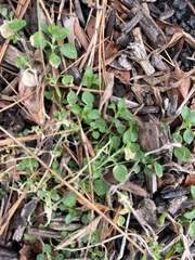 Stellaria media