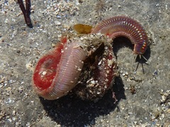 Marphysa