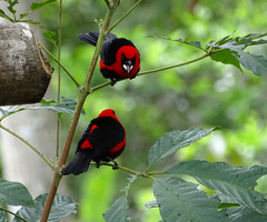 Ramphocelus nigrogularis