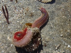 Marphysa