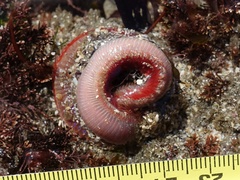 Marphysa