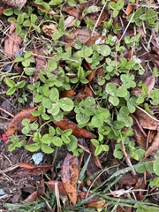 Trifolium repens