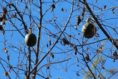 Cucurbita argyrosperma