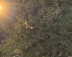 Rousettus aegyptiacus