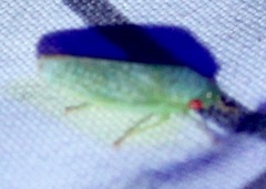 Gyponana