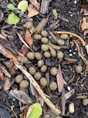 Sylvilagus floridanus