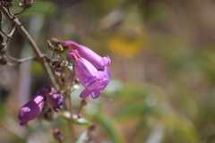 Penstemon spectabilis subinteger