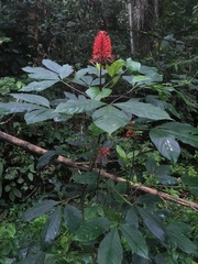 Clerodendrum