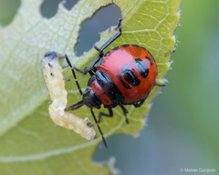 Brontocoris nigrolimbatus