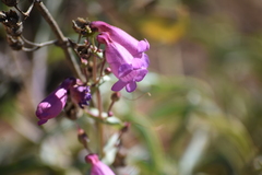 Penstemon spectabilis subinteger