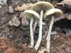 Simocybe centunculus