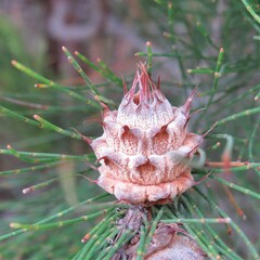 Cylindrococcus spiniferus