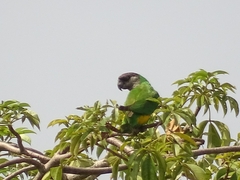 Poicephalus senegalus