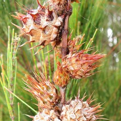 Cylindrococcus spiniferus