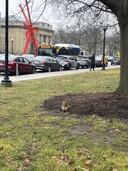 Sciurus niger
