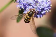 Epistrophe nitidicollis