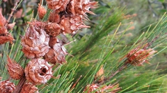 Cylindrococcus spiniferus