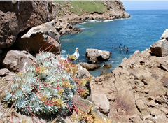 Dudleya candida