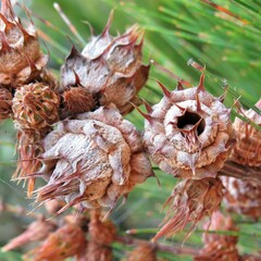Cylindrococcus spiniferus