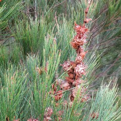 Cylindrococcus spiniferus