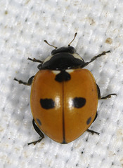 Coccinella quinquepunctata