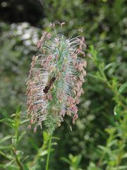 Melanostoma mellinum