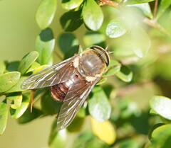 Scaptia