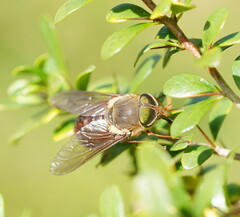 Scaptia