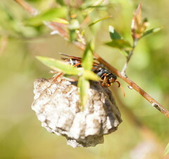 Polistes humilis humilis