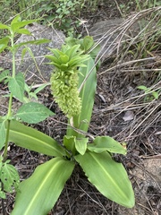 Eucomis
