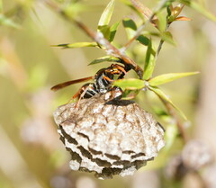 Polistes humilis humilis