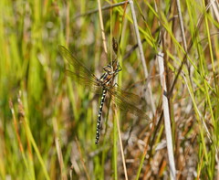 Synthemis eustalacta