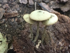 Simocybe centunculus