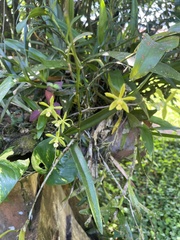 Encyclia