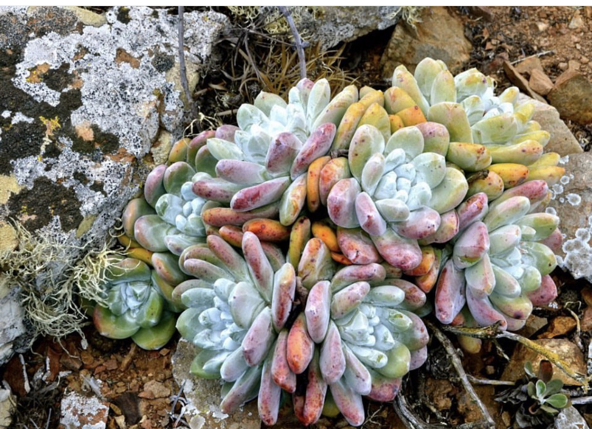 Cedros Liveforever (Dudleya pachyphytum) · iNaturalist