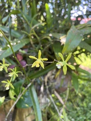 Encyclia