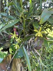 Encyclia