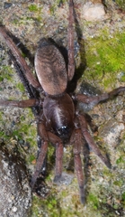 Haplodrassus