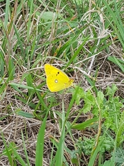 Colias hyale