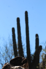Pachycereus pecten-aboriginum