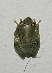 Hyperolius pusillus