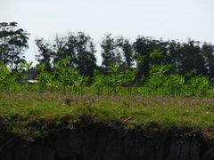 Solanum glaucophyllum