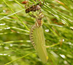 Synthemis eustalacta