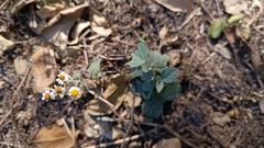 Perityle microglossa