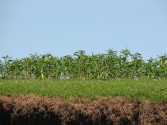 Solanum glaucophyllum