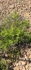 Condalia globosa
