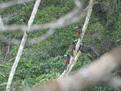 Pteroglossus pluricinctus