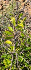 Condalia globosa