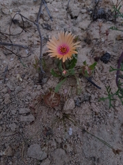 Cleretum bellidiforme